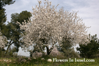 Tu Bishvat ,Rosh HaShanah La'Ilanot,Amygdalus communis, Common Almond, שקד מצוי